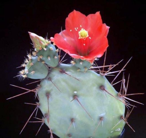 Opuntia_bergeriana